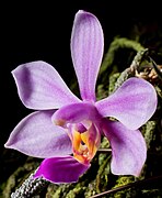 Phalaenopsis zhanhuoana