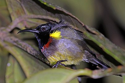 C. s. sovimanga roosting at night, Ranomafana National Park