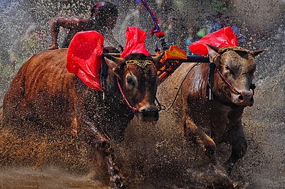 Karapan Sapi Brujul di Probolinggo, Jawa Timur. Perlombaan ini digelar untuk menghibur masyarakat menjelang tibanya musim bertani.