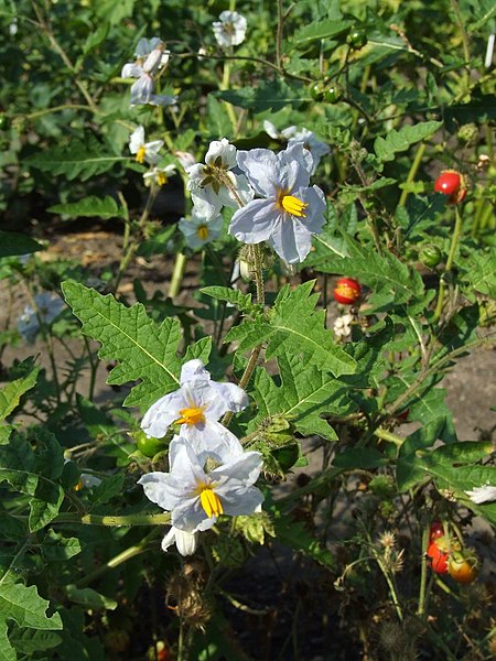 File:Warsaw Uniwersity Botanical Garden solanum sisymibriifolium.jpg