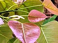 The white "stipule" contains a new leaf and a new "stipule" .