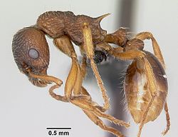 Myrmica ruginodis casent0080767 profile 1.jpg