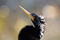 Anhinga