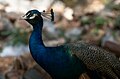 Asiatic peafowl