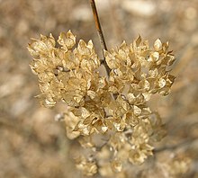 Bluebeard Caryopleris incana 'Jason' Dried Flowers 2000px.jpg