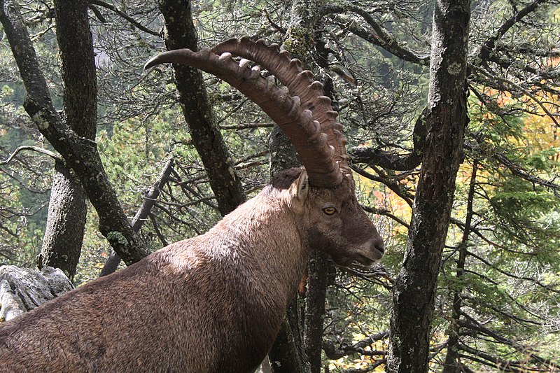 File:Bouquetin au Creux du Van - img 19583.jpg