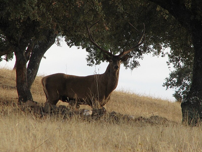 File:Cervus elaphus2.JPG