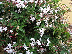 Chinese jasmine in spring bloom.JPG