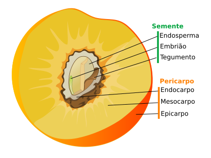 File:Drupe fruit diagram-pt.svg