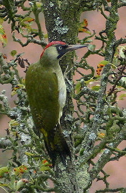 Zöld küllő (Picus viridis)