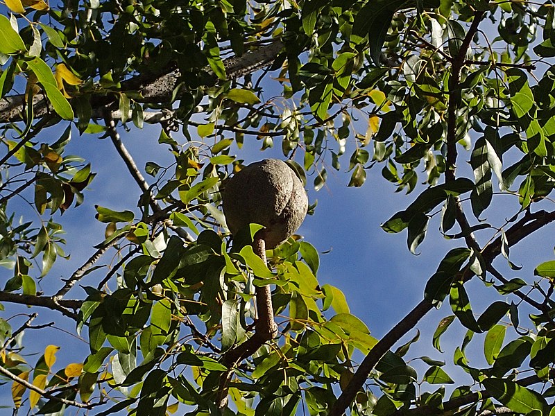 File:Swietenia mahagoni (West Indian mahogany tree) 10 (39221571124).jpg