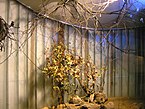 Tropical birds, ZOO Brno