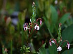 Lielogu dzērvenes (Vaccinium macrocarpon) zieds