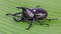 Image 5 Xylotrupes socrates Photo credit: Basile Morin Xylotrupes socrates (Siamese rhinoceros beetle, or "fighting beetle"), male, on a banana leaf. This scarab beetle is particularly known for its role in insect fighting in Northern Laos and Thailand. More selected pictures