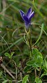 Gewöhnlicher Fransenenzian (Gentianopsis ciliata)