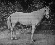 Photo d'un cheval vu de profil, en noir et blanc