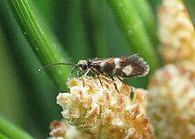 Micropterix aureoviridella