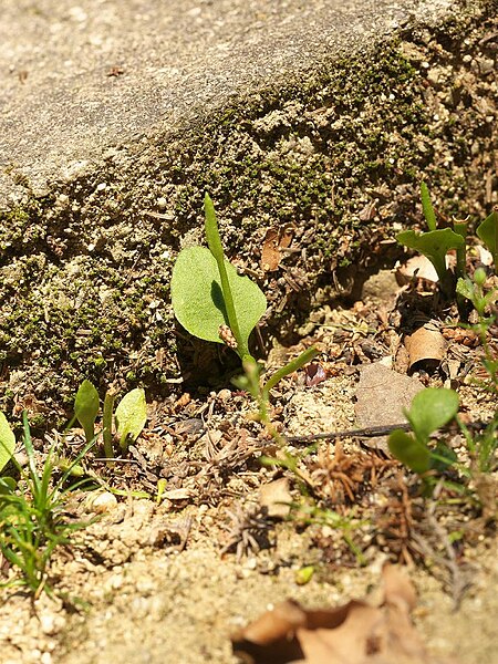 File:Ophioglossum petiolatum kohirohahnysr01.jpg