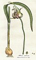 Allium sativum Woodwill 1793