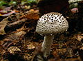 Cuticule échinulée (Amanita onusta)