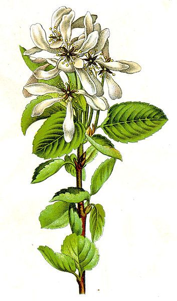 File:Amelanchier vulgaris Sturm10.jpg