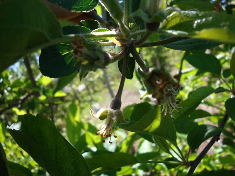 File:Appleafterflower.jpg