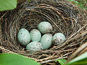 巣と卵