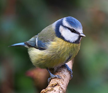 Pițigoiul albastru (Cyanistes caeruleus) are creștetul albastru-azuriu, sprânceana și fruntea albă și dungă oculară negru-albăstruie