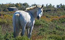 Cheval de Camargue.jpg