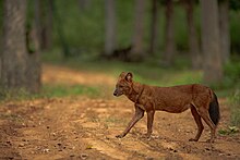 Dhole