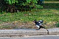 * Nomination: Eurasian magpie juvenile (Pica pica). Kharkiv 2024. --Lystopad 11:51, 2 November 2024 (UTC) * * Review needed