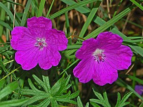 Geranium sanguineum