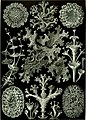 Liques varios (Cladonia, Sticta, Parmelia Physcia, Hagenia e Melanohalea) por Ernst Haeckel