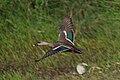 In flight with distinctive green speculum