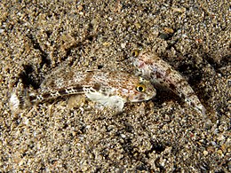 Két Istigobius nigroocellatus