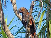 Kaka (Nestor meridionalis)- Wellington -NZ-8.jpg