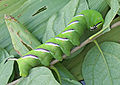 Бражник бузковий (Sphinx ligustri)