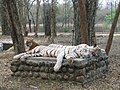 White Tigers at Bannerghatta National Park