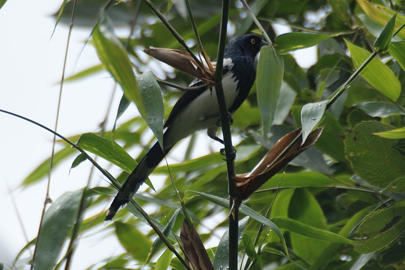 File:Magpie tanager (Cissopis leverianus) (7906613546).jpg