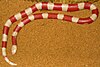 Nelson's Milksnake