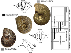 Principali tipi di suture negli Ammonoidea. Per ciascun tipo sono illustrati un esempio reale e il relativo schema della sutura (è riportata solo la parte visibile, non ricoperta dai giri interni). La freccia è posta in corrispondenza del ventre e indica la direzione dell'apertura della conchiglia; la linea tratteggiata indica il margine ombelicale interno, oltre il quale normalmente la sutura non è più visibile perché ricoperta dai giri interni. Da sinistra a destra: Discoclymenia (Devoniano); Ceratites (Triassico Medio); Harpoceras (Giurassico Inferiore). All'estrema destra: diagramma della distribuzione dei tipi di sutura principali nella storia evolutiva delle ammoniti.]]