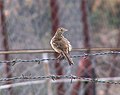 Richard's Pipit in Hong Kong