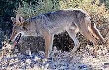 Coyote 05282020000047416 (49945760021).jpg