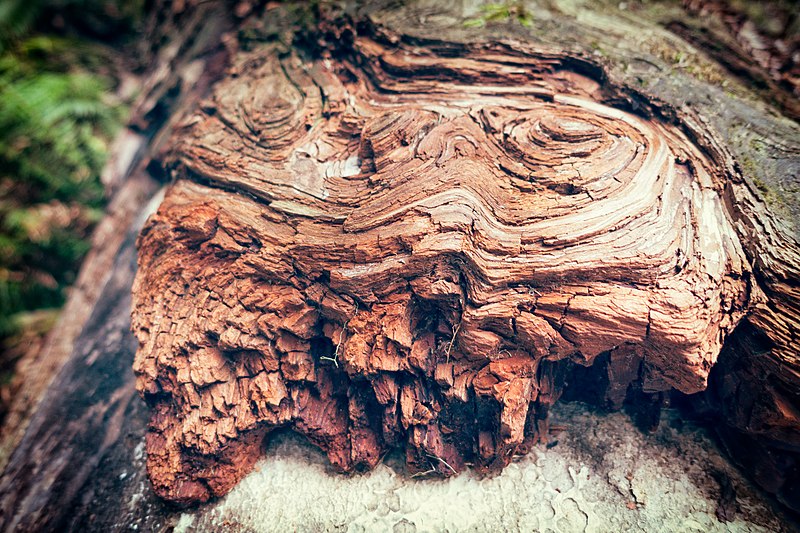 File:Cracked End of a Redwood (18249438192).jpg