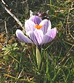 Crocus biflorus in Belluno