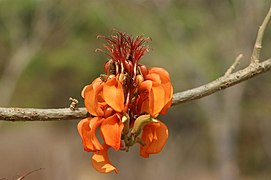 Erythrina velutina flower.jpg