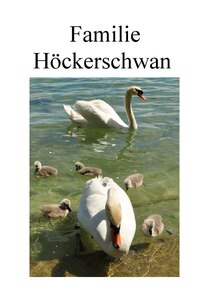 Familie Höckerschwan