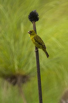 Description de l'image Papyrus Canary - Uganda MG 1468 (23040012745).jpg.