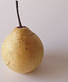 nashi pear