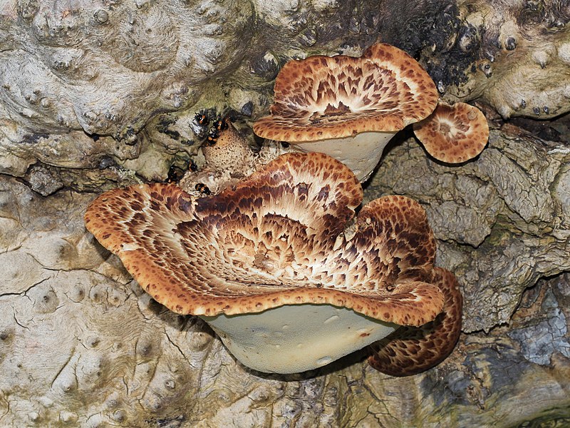 File:Polyporus squamosus 2013 G1.jpg